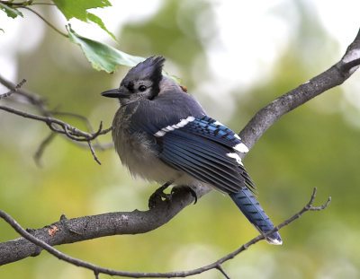 Blue Jay