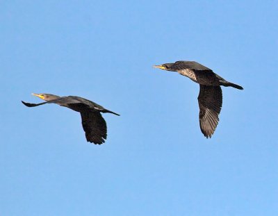 Double-crested Cormorants