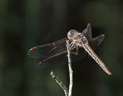 Variegated Meadowhawk (Sympetrum corruptum )