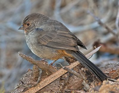 California Towhee