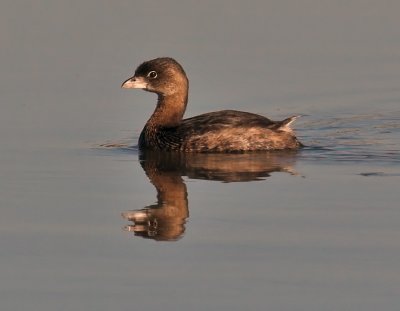 Pied-billed Grebe