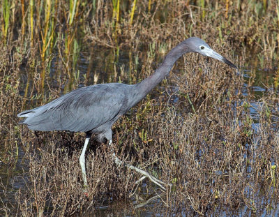 Little Blue Heron