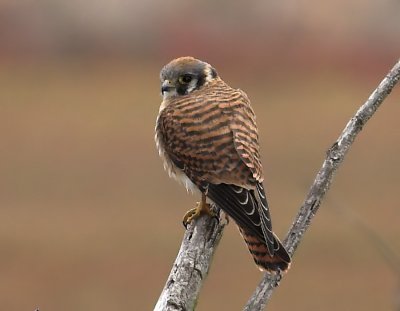 American Kestrel