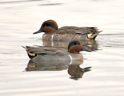 Green-winged Teal