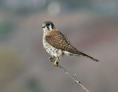 American Kestrel