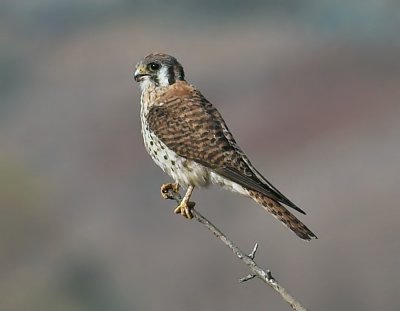 American Kestrel