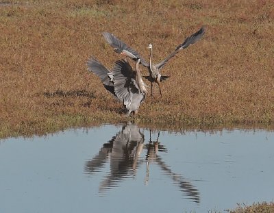 Great-blue Heron - fighting