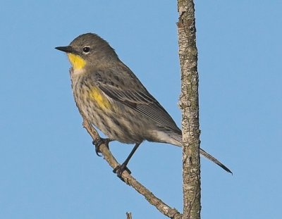 Yellow-rumped Warbler Audobon's Warbler