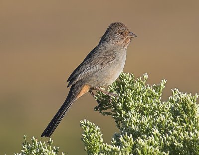 California Towhee