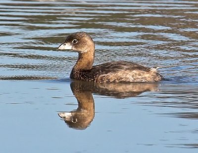 Pied-billed Grebe