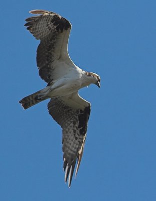 Osprey