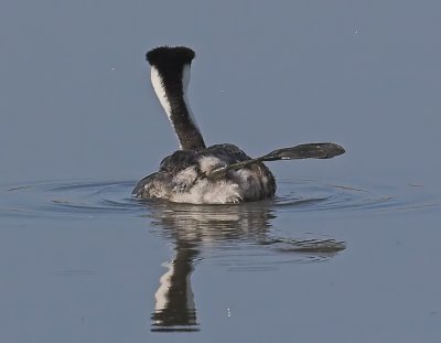 Western Grebe