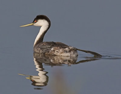 Western Grebe