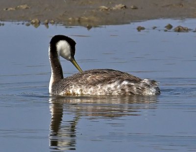Western Grebe