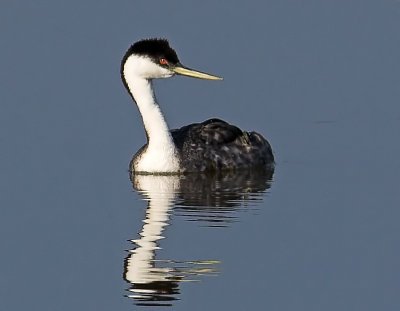 Western Grebe
