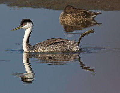 Western Grebe