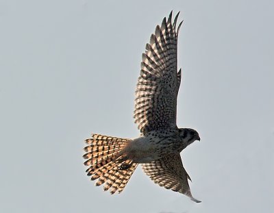 American Kestrel