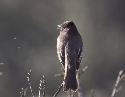 Black Phoebe