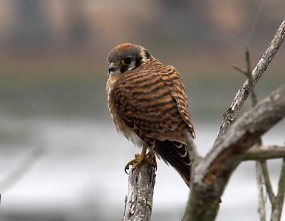 American Kestrel