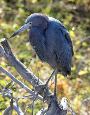 Little Blue Heron