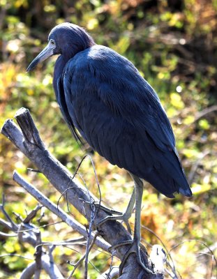 Little Blue Heron