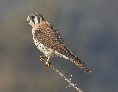 American Kestrel