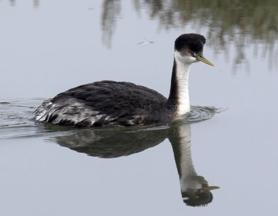 Western Grebe