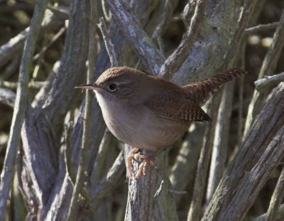 Bewick's Wren