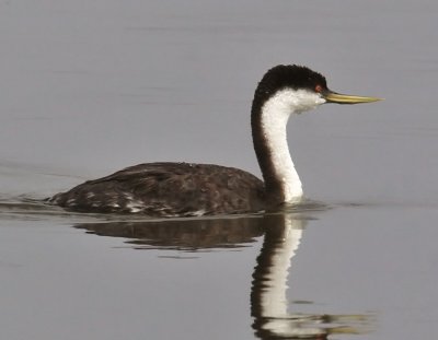 Western Grebe