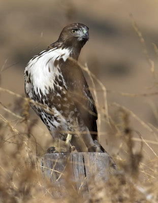 Red-tailed Hawk