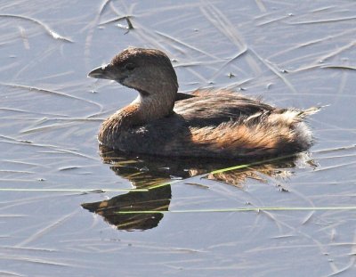 Pied-billed Grebe