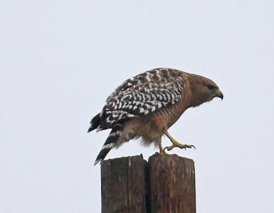 Red-shouldered Hawk