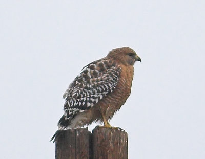 Red-shouldered Hawk