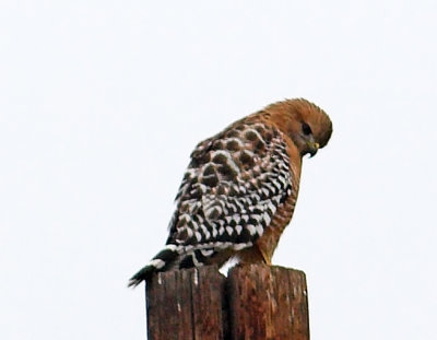 Red-shouldered Hawk