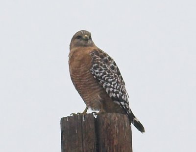 Red-shouldered Hawk
