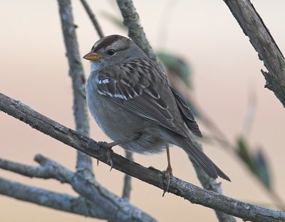 White-crowned Sparrow