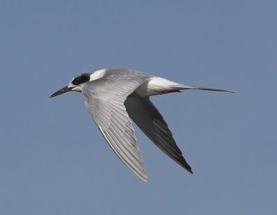 Forsters Tern