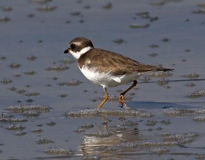 Semipalmated Plover