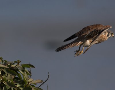American Kestrel