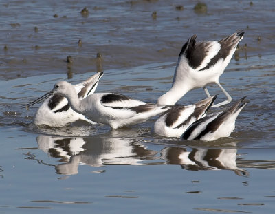 american Avocets - close-up