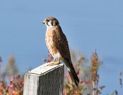 American Kestrel
