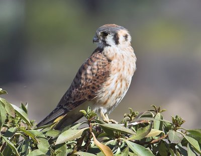 American Kestrel
