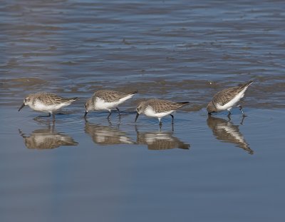 Western Sand Pipers
