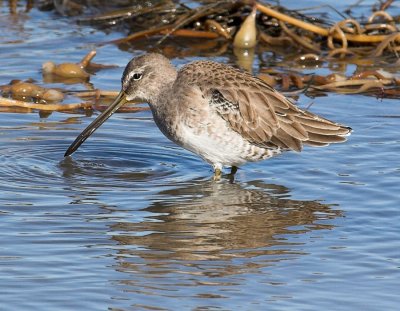 Short Billed Dowitcher