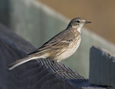 American Pipit