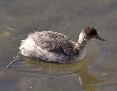 Eared Grebe