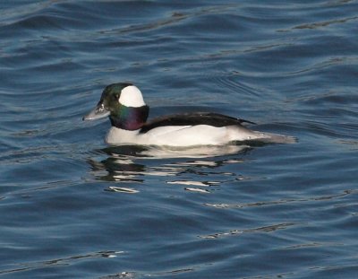 Bufflehead -male