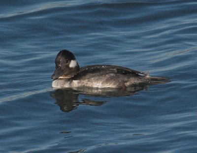 Bufflehead -  female