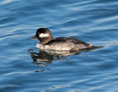 Bufflehead -  female