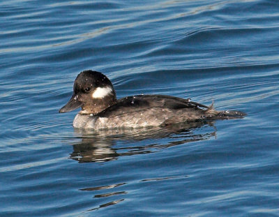 Bufflehead -  female